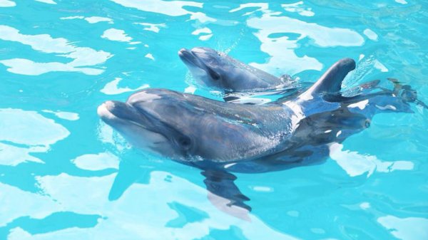 Дельфинам грозит вымирание, заявили ученые - «Новости Дня»