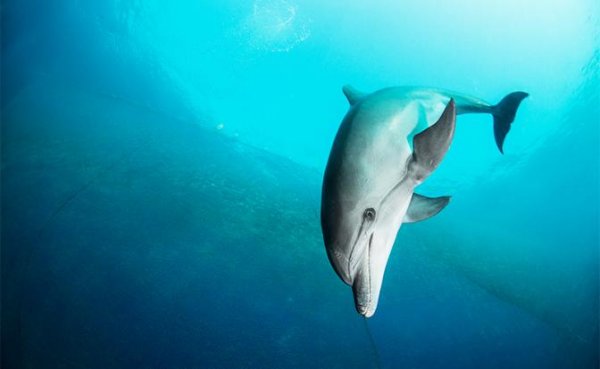Дельфины Крыма обречены на смерть - «Здоровье»