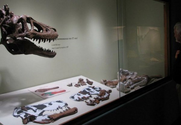 Динозавр за 3 млн долларов на eBay - «Здоровье»