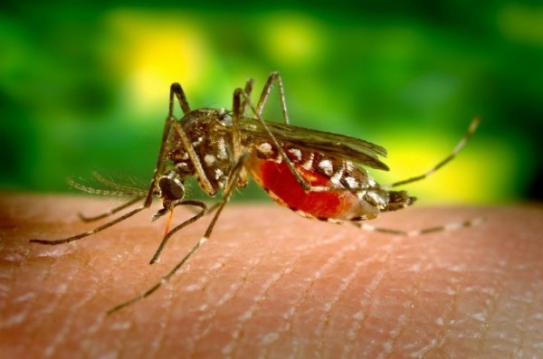 Эксперт рассказал, можно ли заразиться ВИЧ от комариного укуса