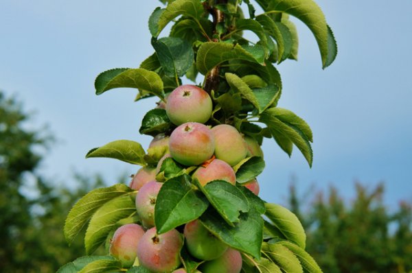 Где искать настоящие колонновидные яблони? | Сад | Дача - «Происшествия»