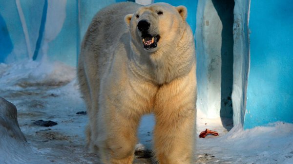 Изможденного белого медведя нашли в 700 километрах от места его обитания - «Новости Дня»
