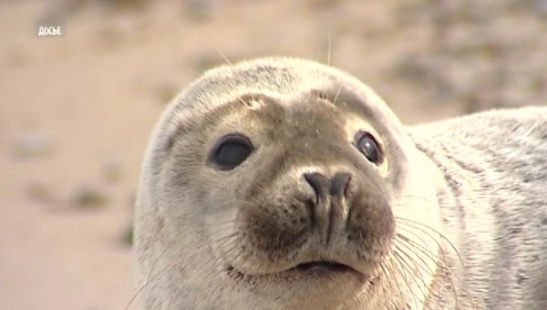 Калиниградские зоологи предупреждают: вышедших на берег тюленей нельзя трогать - «Новости дня»