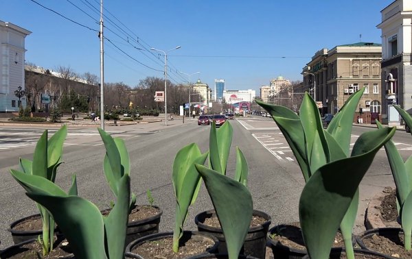 Коммунальщики Донецка высадили в центре города около 3000 тюльпанов