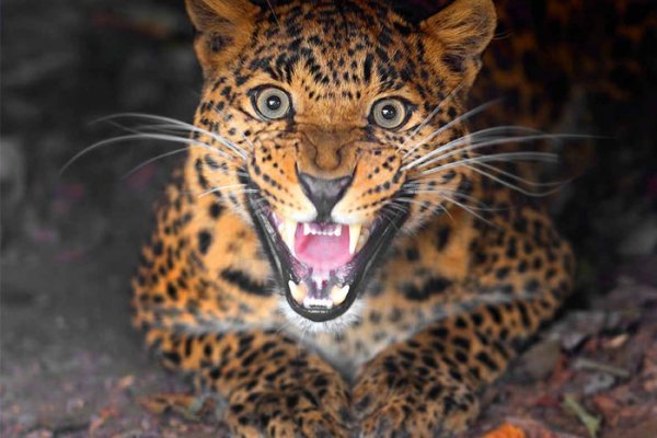 Леопард утащил и убил лежавшего на краю кровати младенца в Индии - «Новости Дня»