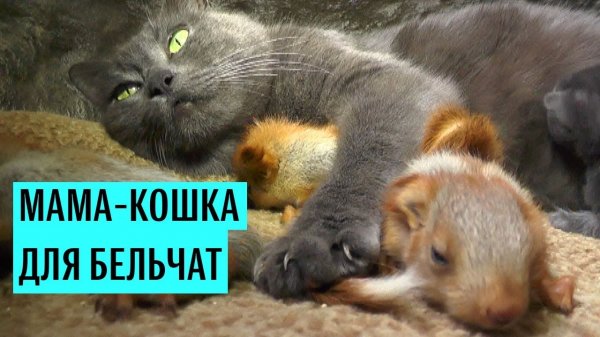 Мама-кошка для бельчат - (видео)