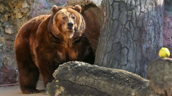 Медведь напал на людей в Ингушетии - «Новости Дня»