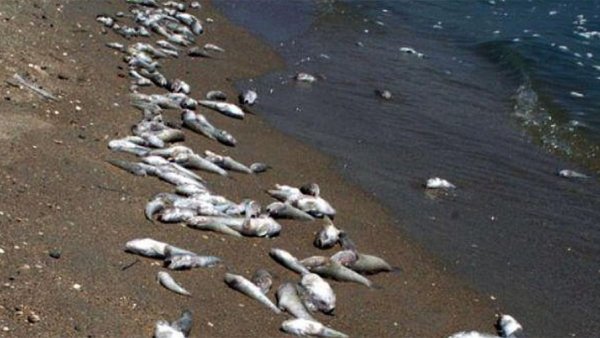 Мертвая рыба усеяла берег Клязьмы - «Новости Дня»