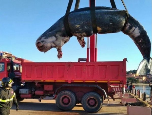 Мусор убивает: Мертвый кашалот на берегах Сардинии - «Происшествия»