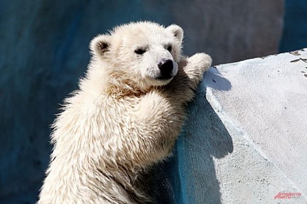 На Чукотке белого медвежонка-сироту вернули в дикую природу - «Происшествия»
