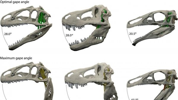 На онлайн-аукционе продали детеныша тираннозавра - «Новости Дня»