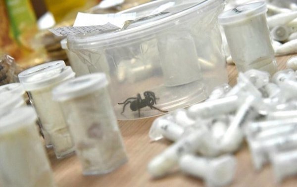На таможне нашли 757 пауков в пачках с печеньем - (видео)