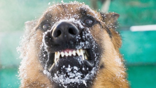 На юго-востоке Москвы пьяный собаковод натравил овчарку на полицейских - «Новости дня»