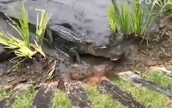 Напавший на змею аллигатор попал на видео - (видео)