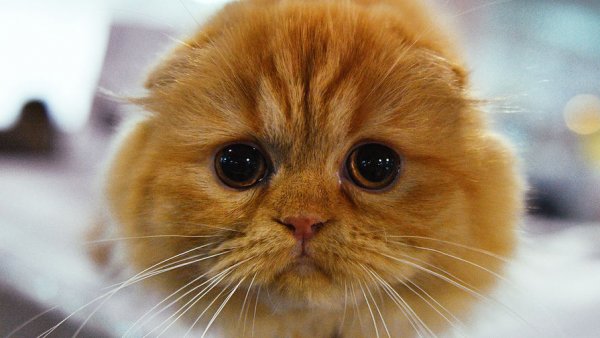 NPR: в США прекратят научные эксперименты над кошками - «Новости Дня»