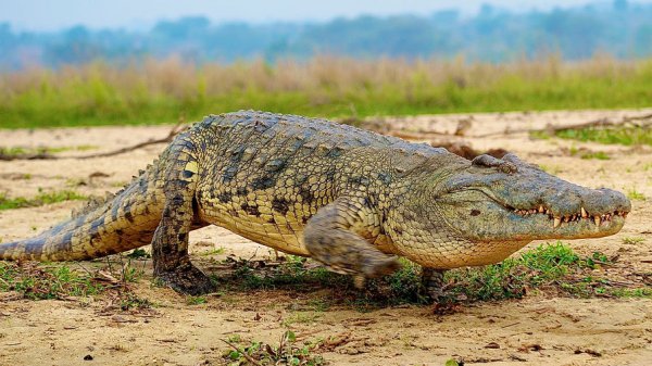 Пенсионер вступил в схватку с крокодилом в США - «Новости Дня»