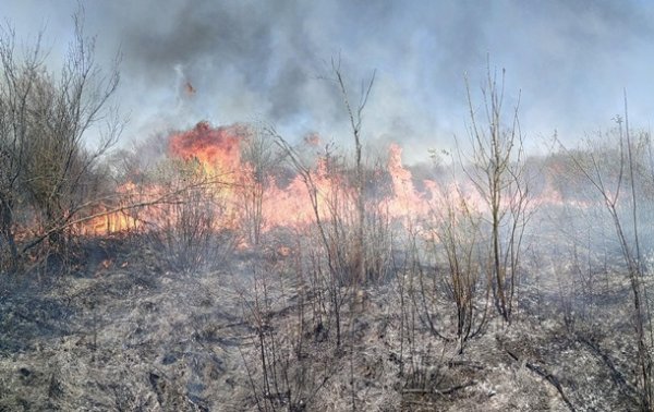 Под Ужгородом горело 35 гектаров леса
