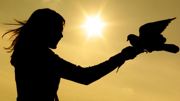 Полсотни голубей выкрали из голубятни в Мытищах - «Новости Дня»