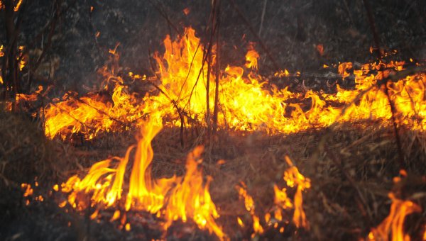 Пожары и ветер: москвичей предупредили об опасной погоде - «Новости дня»