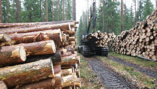 Правительство планирует ввести маркировку ценных пород древесины - «Новости дня»