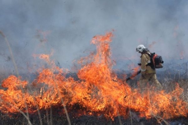 Путин назвал причину пожаров в Забайкалье - «Политика»