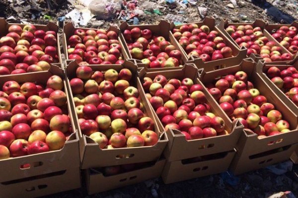 Россельхознадзор уничтожил более 148 тонн яблок из Белоруссии - «Политика»