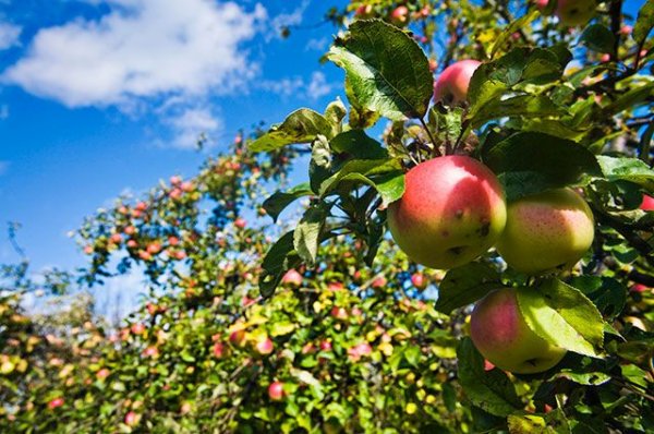 Россельхознадзор ввел запрет на ввоз яблок и груш из Белоруссии - «Политика»