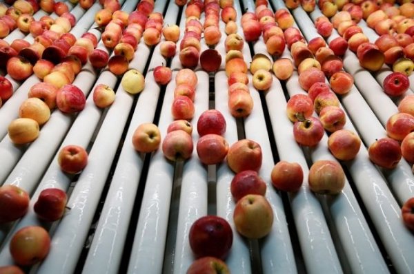 Россельхознадзор выявил новую схему незаконного ввоза яблок из Белоруссии - «Политика»