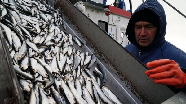 Россиян научили выбирать рыбные консервы - «Новости Дня»