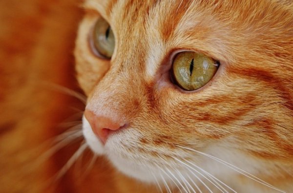 Рыжий кот из Челябинска, поймавший грабителя, предпочел остаться инкогнито