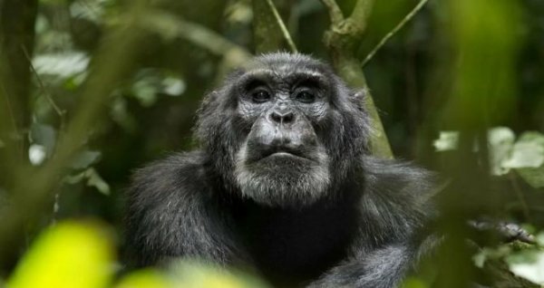 Шимпанзе знают о стрессе не понаслышке - «Экономика»