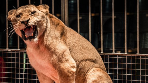 Словакия запретит выступления животных в цирках - «Новости Дня»