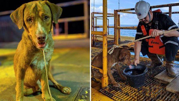 Тонущую собаку чудом спасли рабочие нефтяной вышки - «Новости Дня»