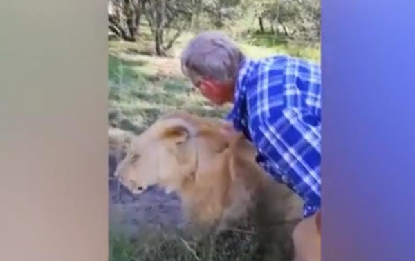 Турист погладил львицу и едва не лишился руки - (видео)