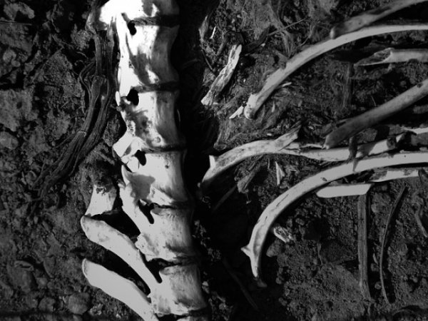 У реки в Прикамье нашли останки неизвестного животного
