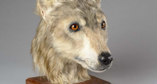 Ученые воссоздали морду собак неолита - «Новости Дня»