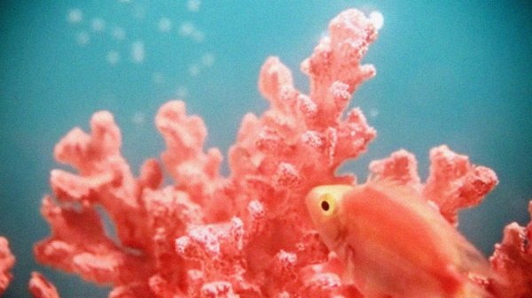Ученые вынесли «приговор» Большому Барьерному рифу - «Новости Дня»