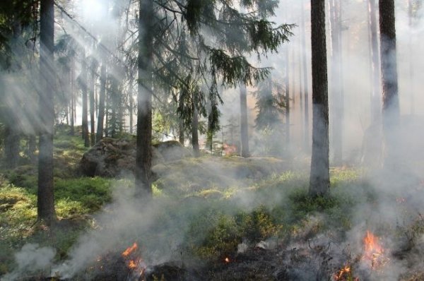 Уголовные дела о халатности заведены после природных пожаров в Забайкалье - «Политика»