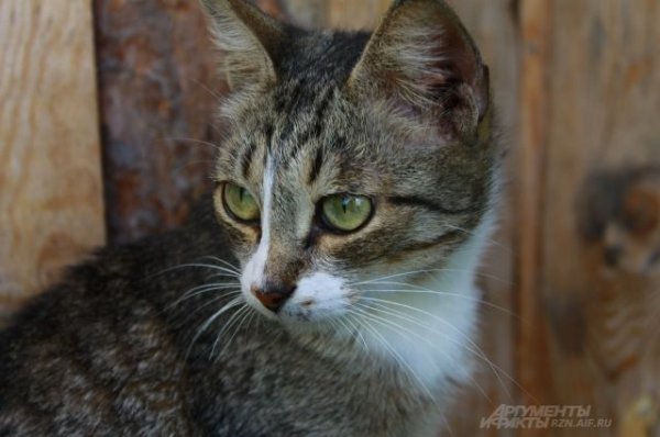 В Австралии для спасения экосистемы планируют отстрелить два миллиона кошек - «Политика»