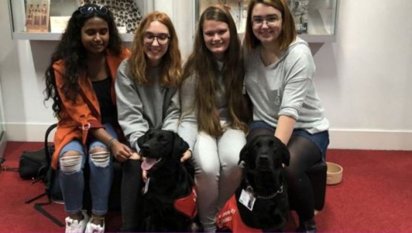 В Британии университет нанял пять лабрадоров, чтобы помочь студентам предолеть страх перед экзаменами - «Новости дня»