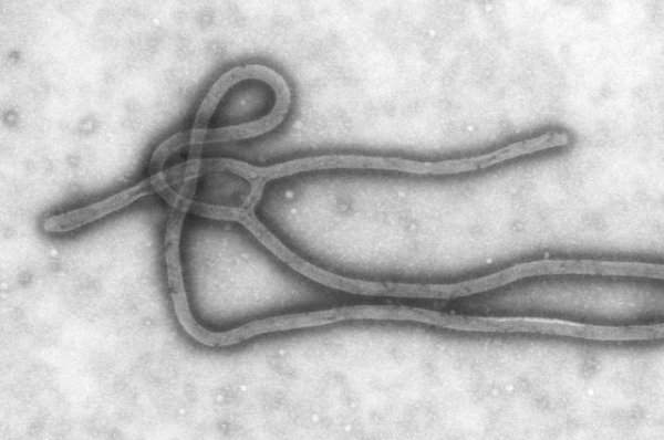В ДРК более 700 человек умерли от Эболы с июля 2018 года - «Происшествия»
