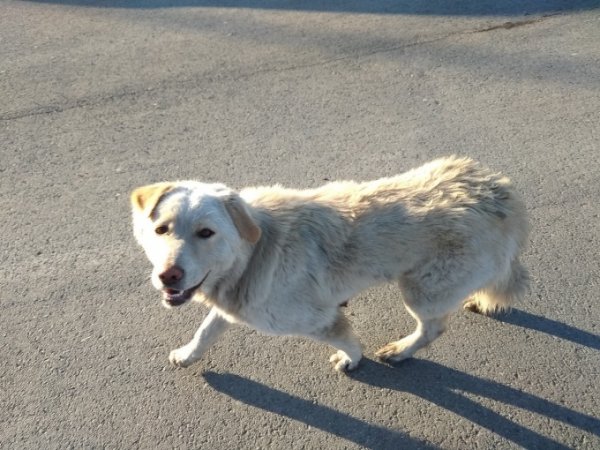 В Екатеринбурге хозяин обнял собаку и бросил ее умирать на дороге