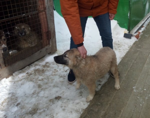 В Ханты-Мансийске пара вернула найденную собаку хозяевам, но не вынесла разлуки и похитила ее вновь