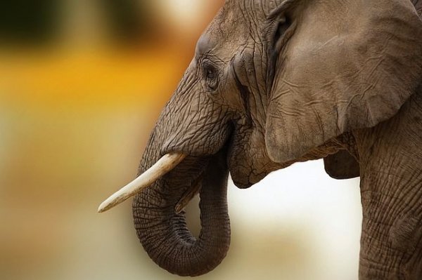 В Индии слон затоптал насмерть пятерых человек - «Происшествия»