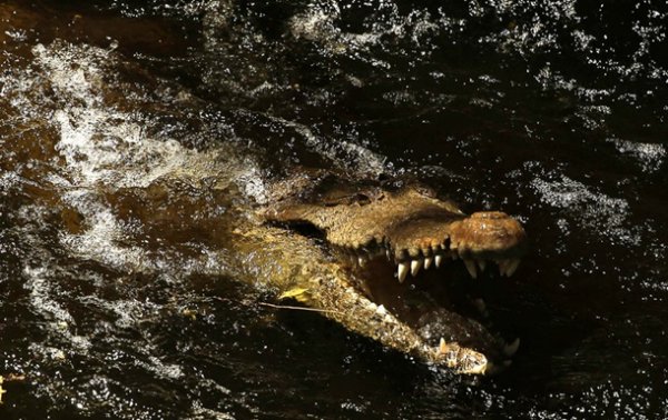 В Индонезии крокодил-людоед плавал с телом в пасти - (видео)
