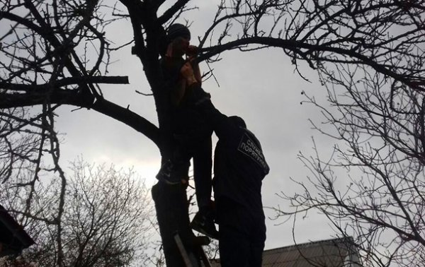 В Киевской области спасли мужчину, застрявшего на дереве