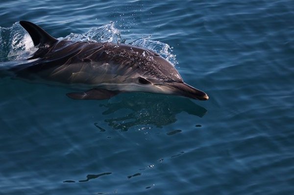 В Крыму хотят создать центр реабилитации для дельфинов - «Политика»