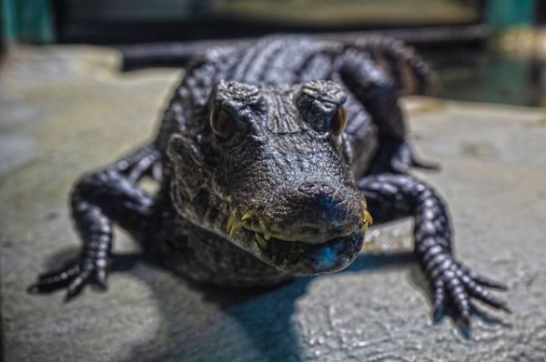 В лесу в Оренбургской области нашли мертвого крокодила - «Политика»