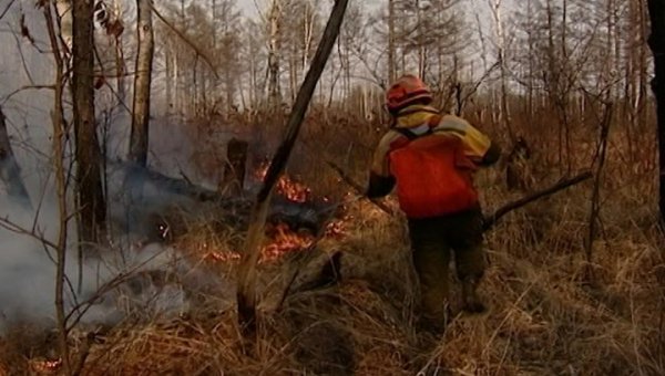 В Приамурье за минувшие сутки выгорело около двух тысяч гектаров леса - «Новости дня»