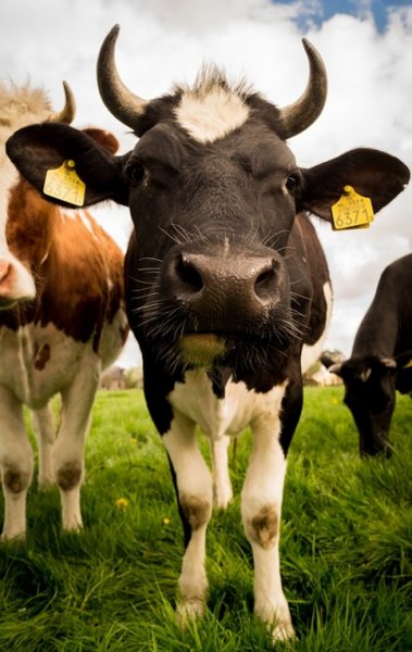 В Прикамье неизвестные выбросили у трассы трупы коров